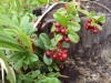 Брусника- сибирская ягода